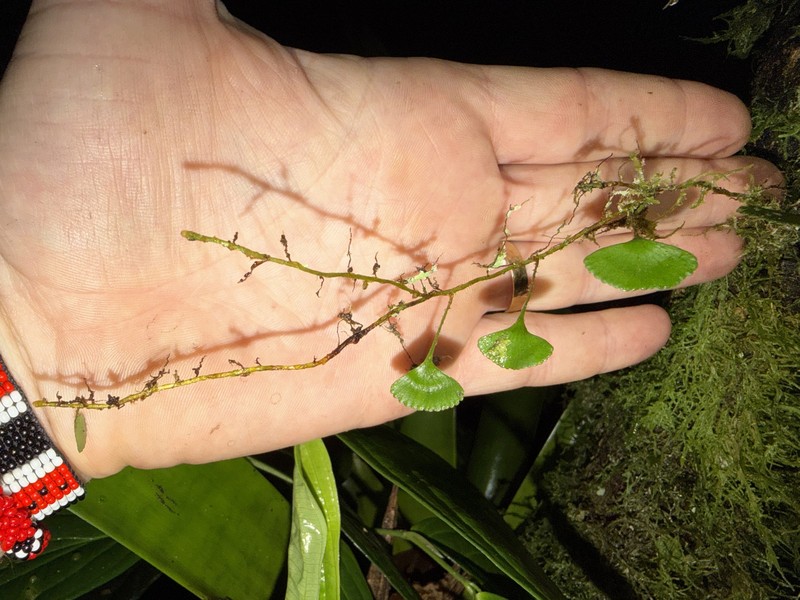Elaphoglossum peltatum f. standleyi
