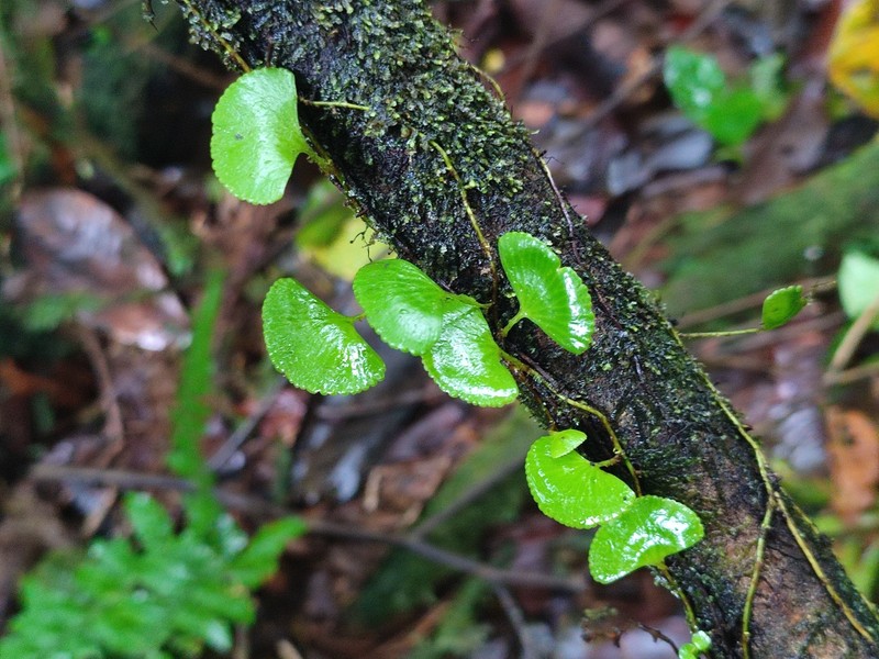 Elaphoglossum peltatum f. standleyi photo 2