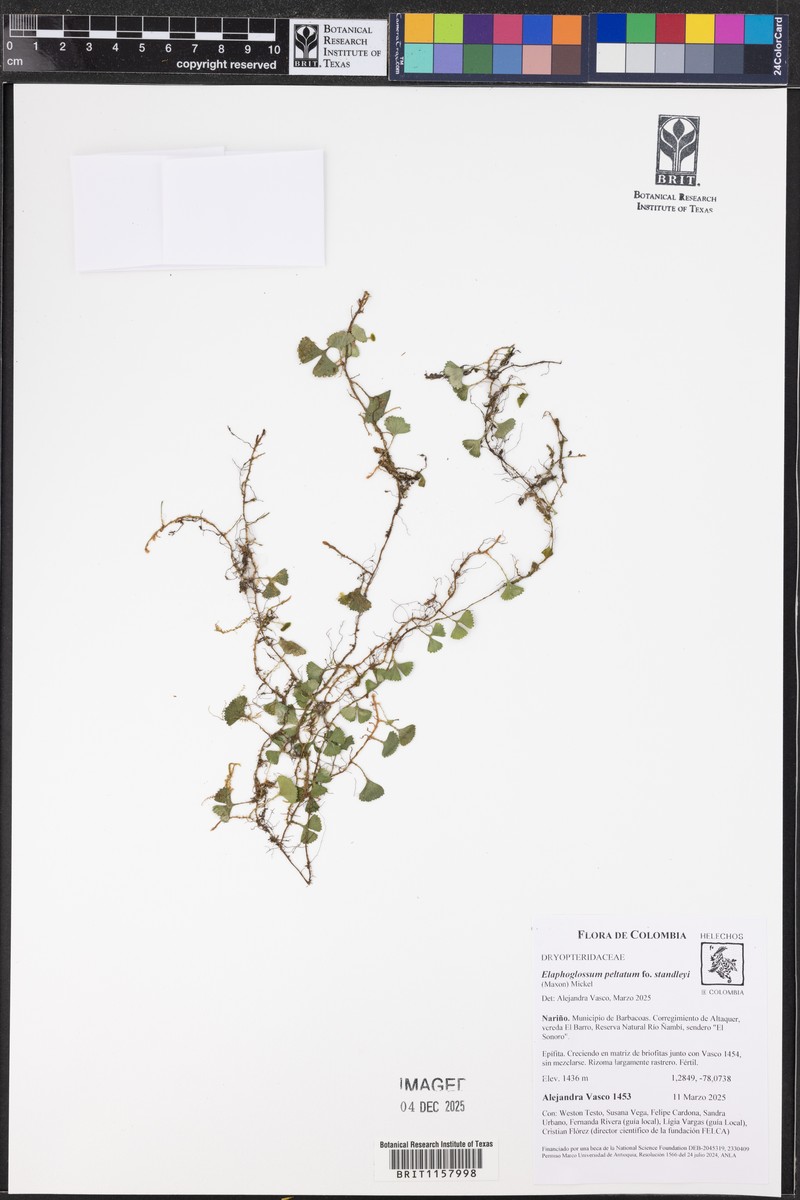 Elaphoglossum peltatum f. standleyi photo 4