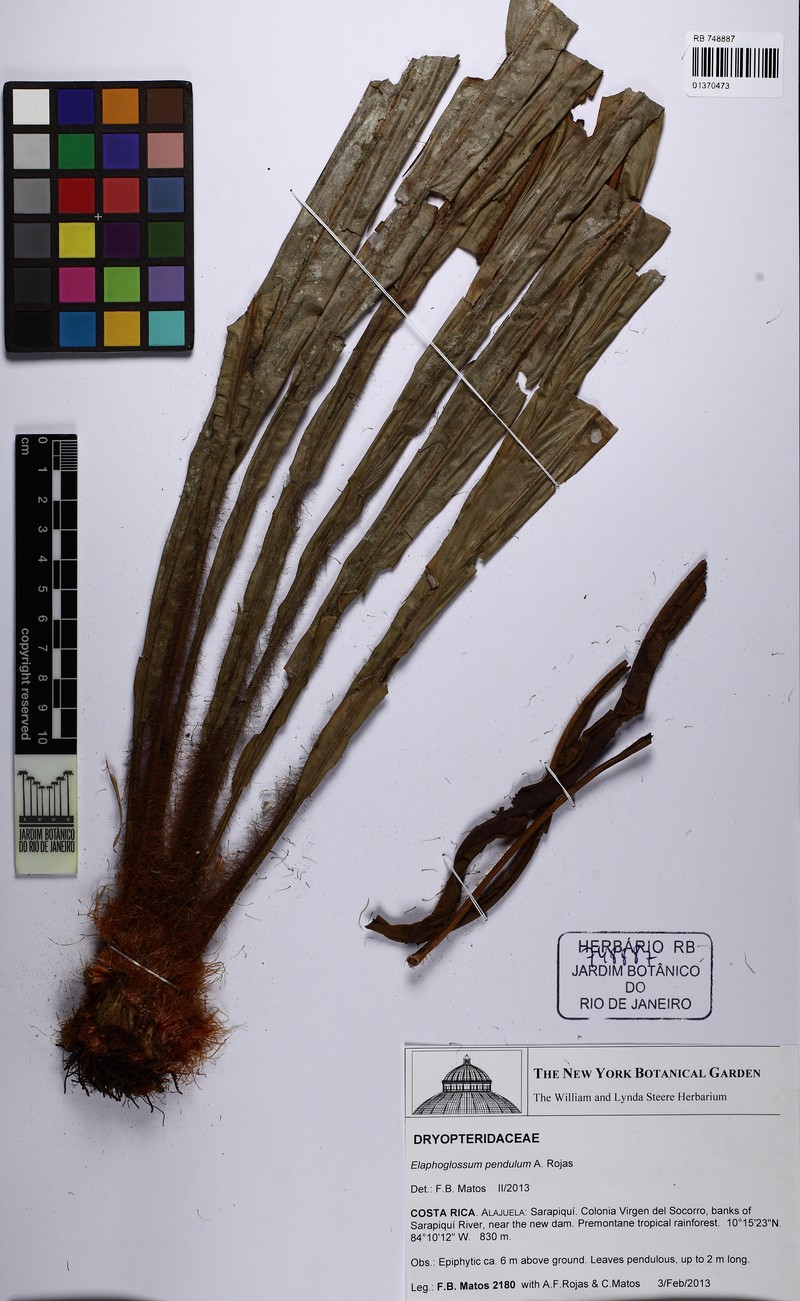 Elaphoglossum pendulum