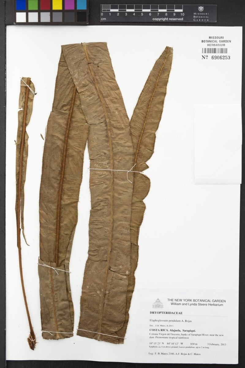 Elaphoglossum pendulum photo 2