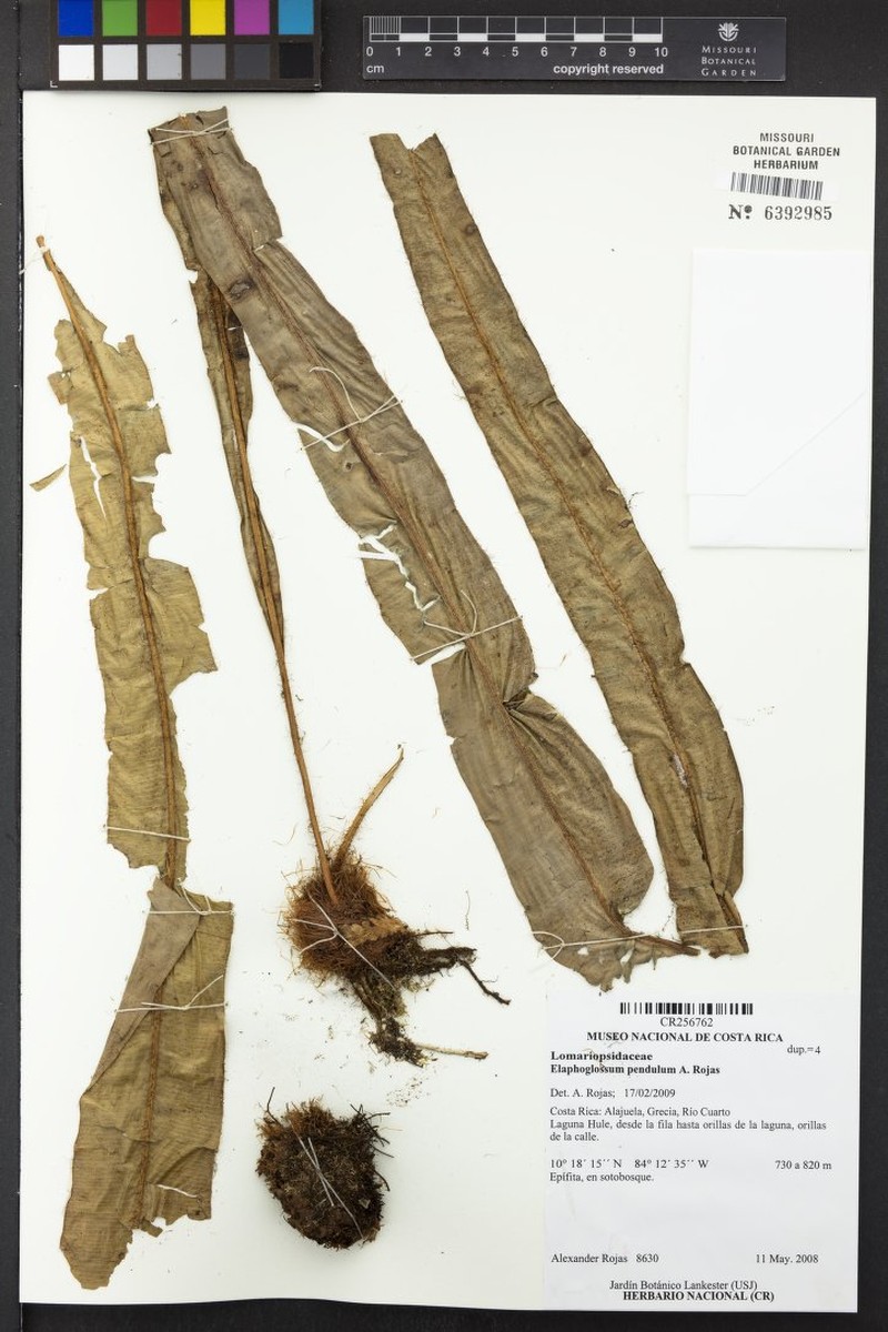 Elaphoglossum pendulum photo 3