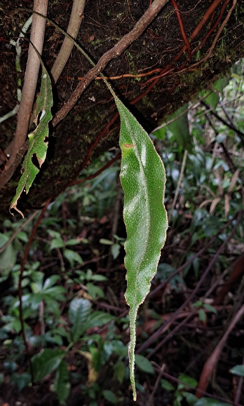 Elaphoglossum perelegans photo 2