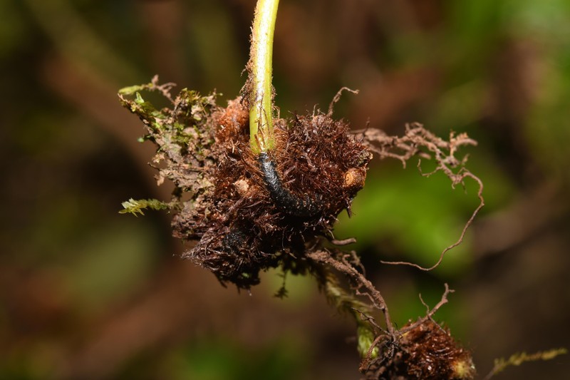 Elaphoglossum perelegans photo 3