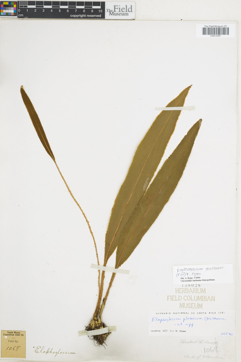 Elaphoglossum perelegans photo 4