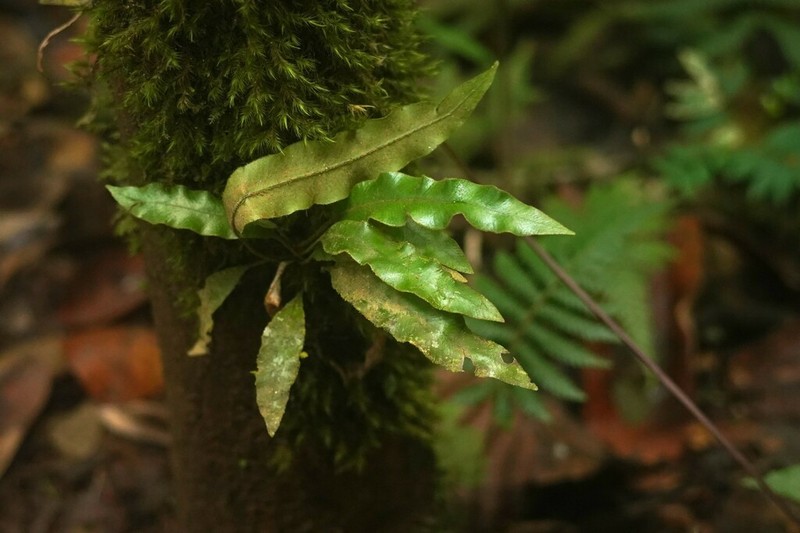 Graceful Tonguefern photo 3