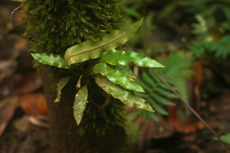 Graceful Tonguefern photo 5