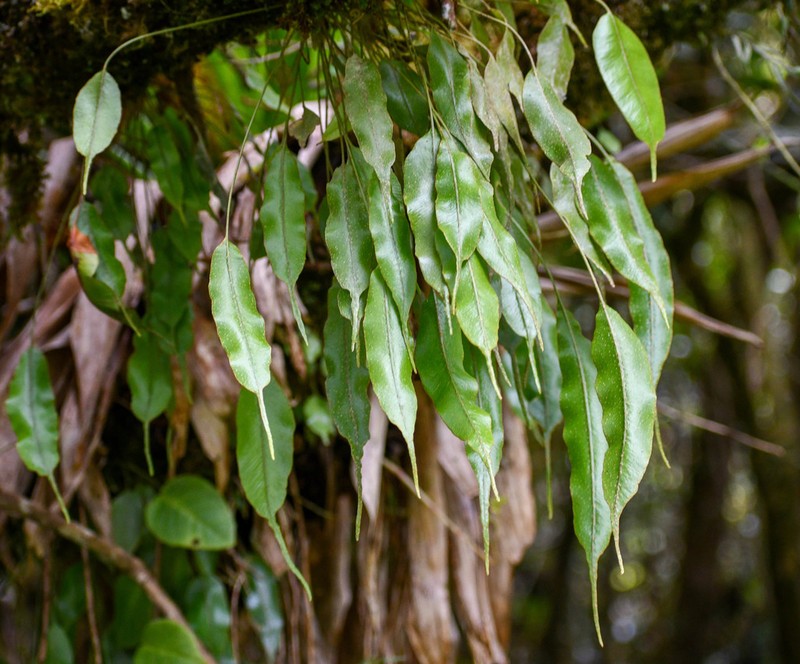 Elaphoglossum petiolosum