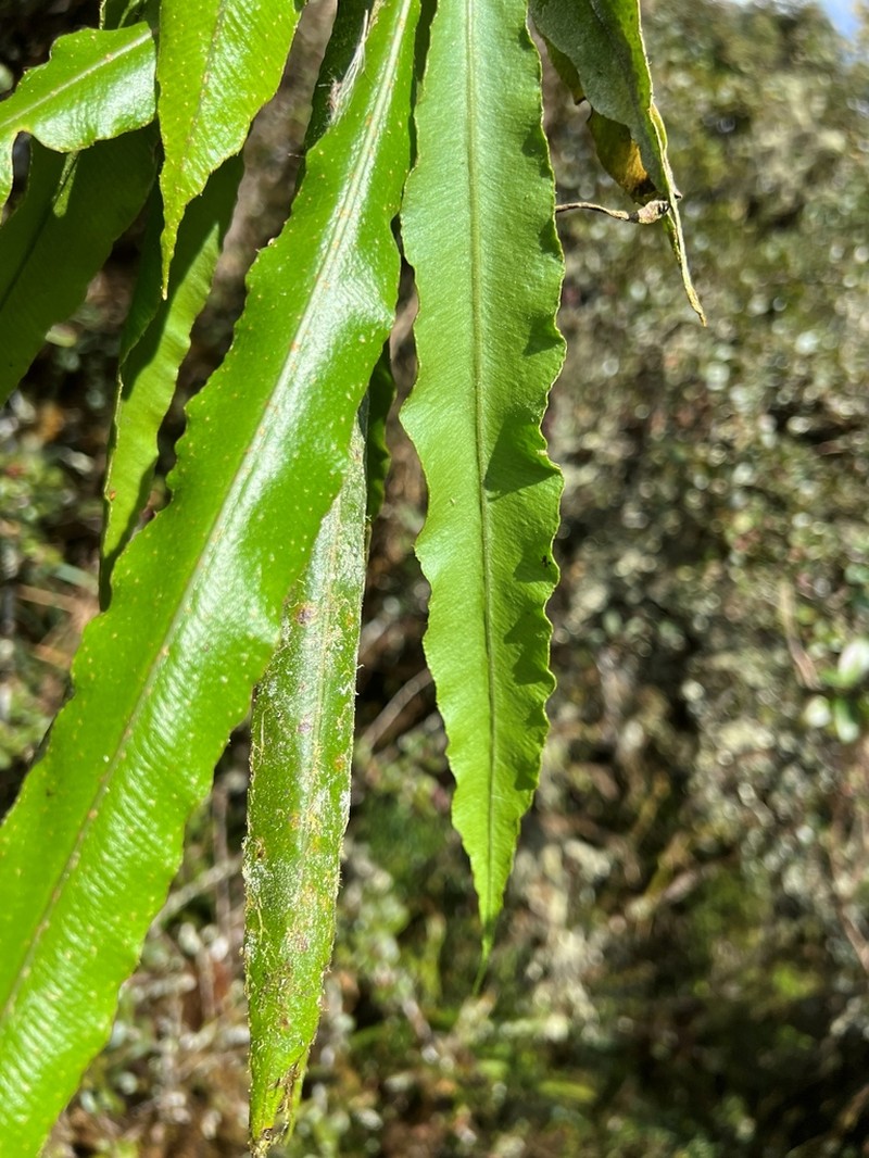 Elaphoglossum petiolosum photo 2