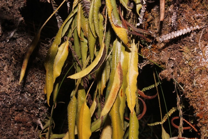 Elaphoglossum petiolosum photo 3