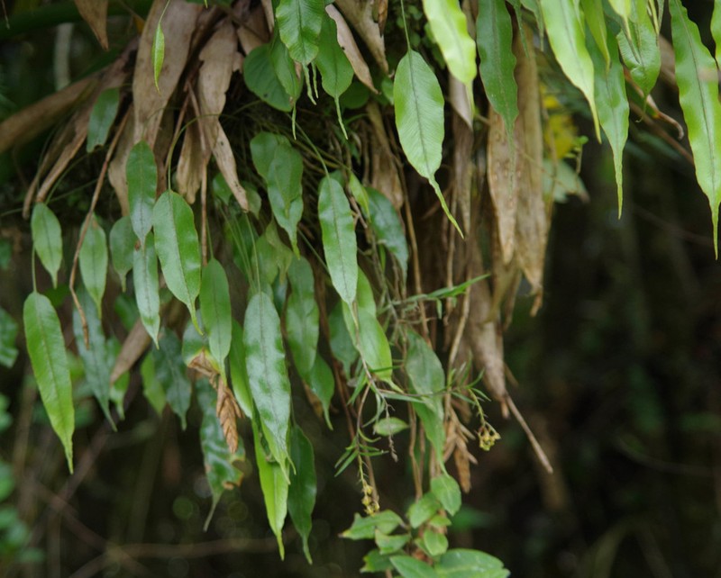 Elaphoglossum petiolosum photo 4