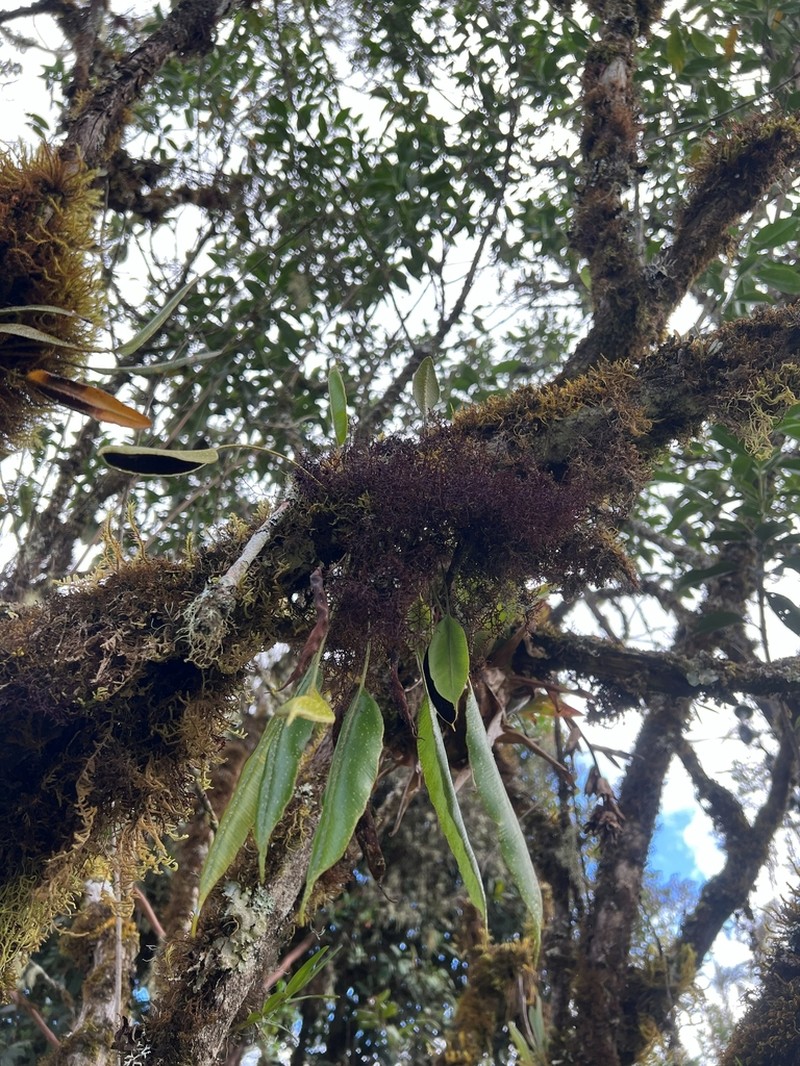 Elaphoglossum petiolosum photo 5