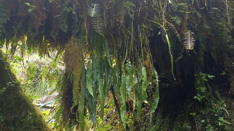 Elaphoglossum petiolosum photo 6