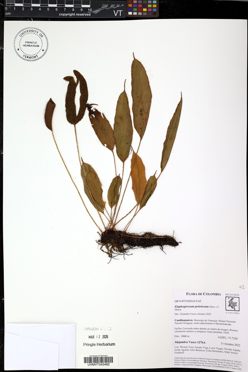 Elaphoglossum petiolosum photo 8