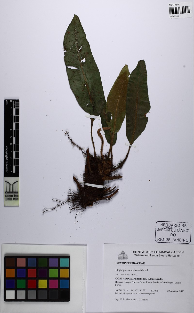 Elaphoglossum phoras