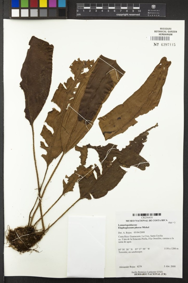Elaphoglossum phoras photo 2