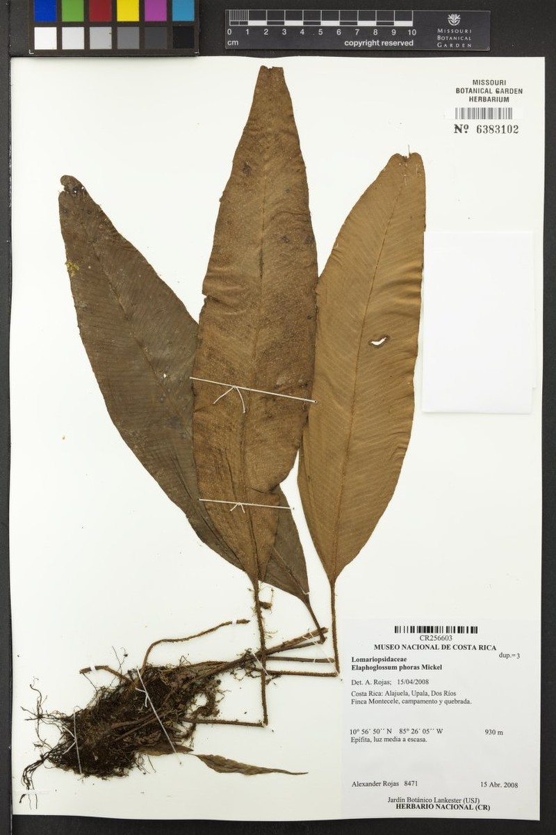 Elaphoglossum phoras photo 3