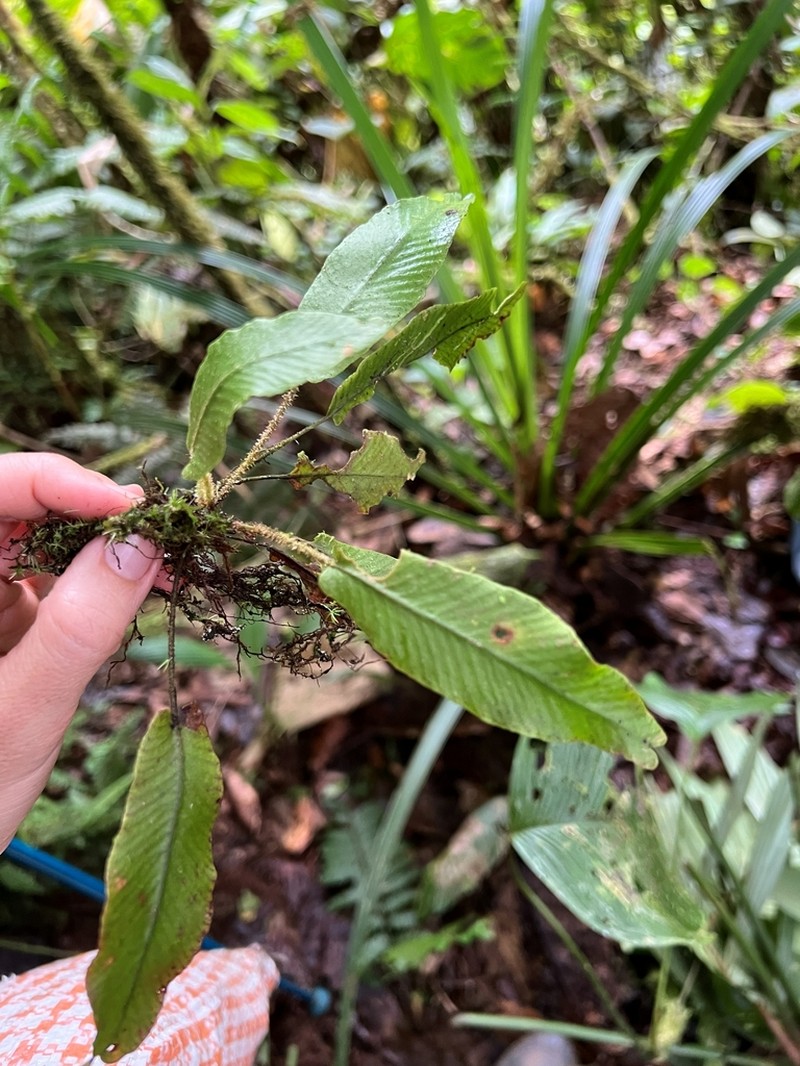 Elaphoglossum phyllitidis
