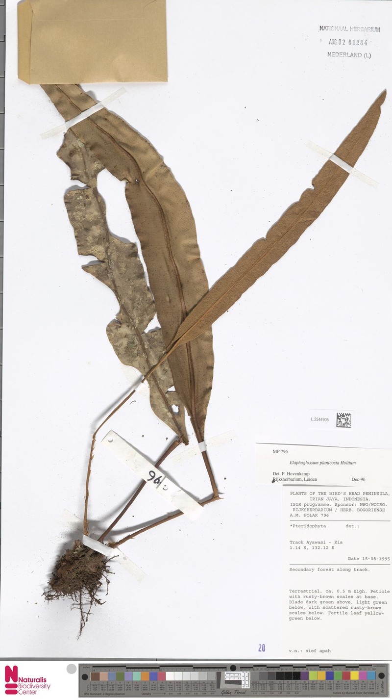 Elaphoglossum planicosta