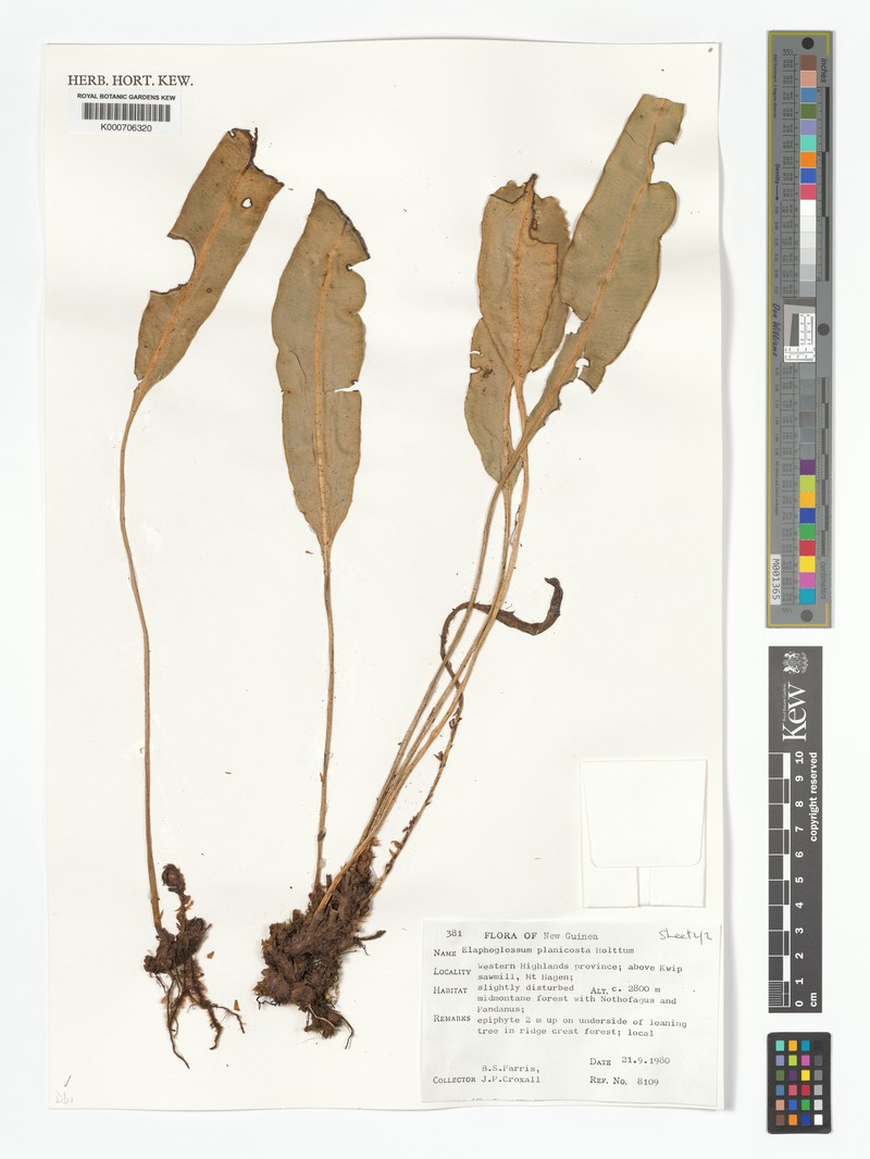 Elaphoglossum planicosta photo 2