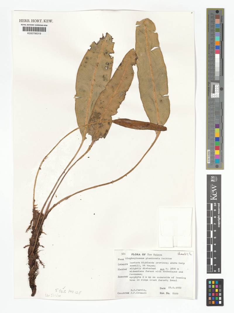 Elaphoglossum planicosta photo 3