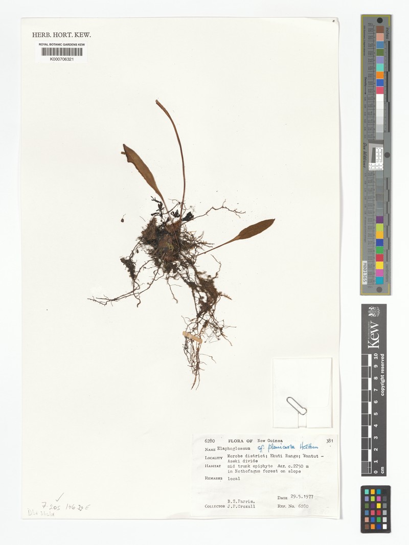 Elaphoglossum planicosta photo 4
