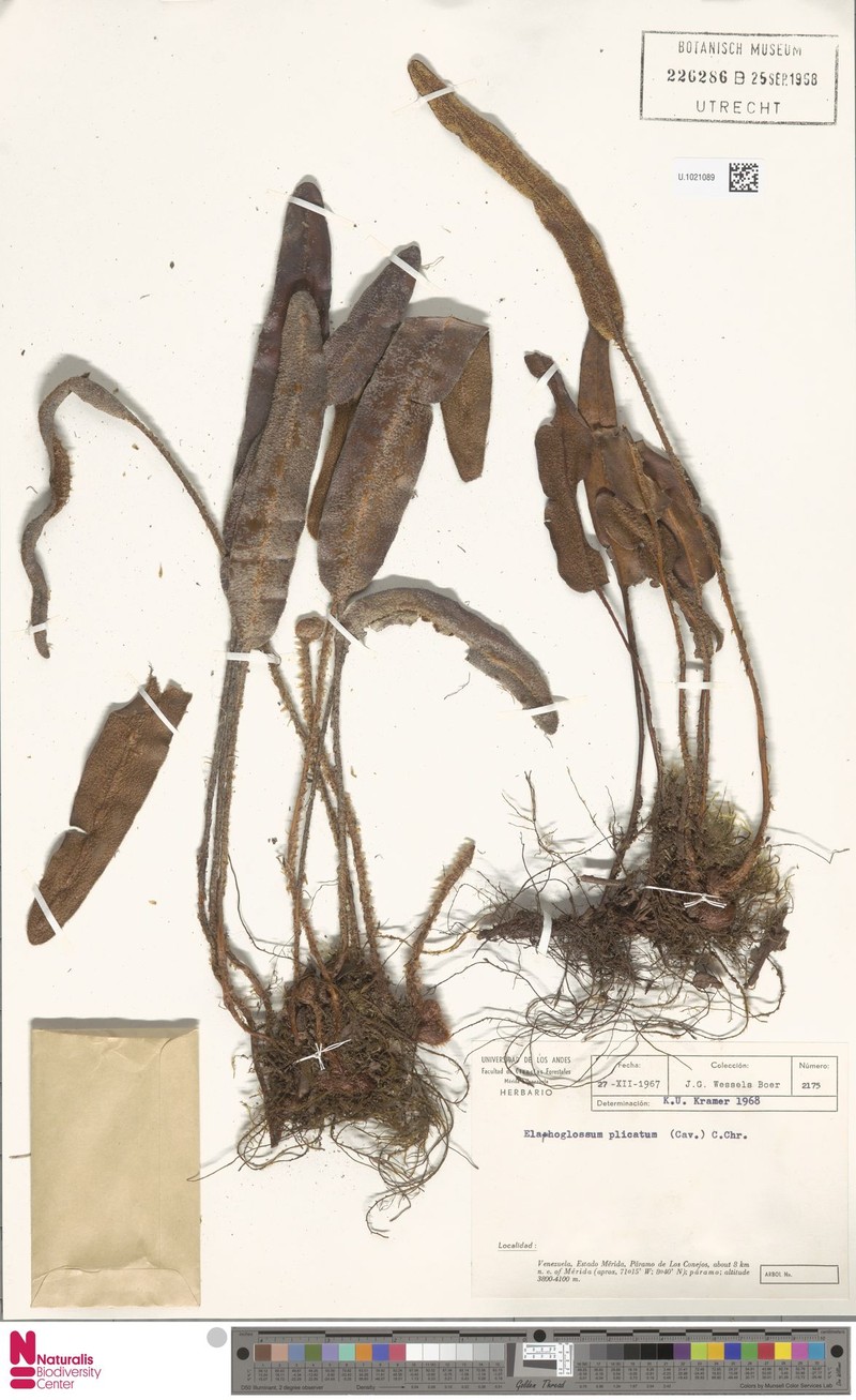 Elaphoglossum plicatum