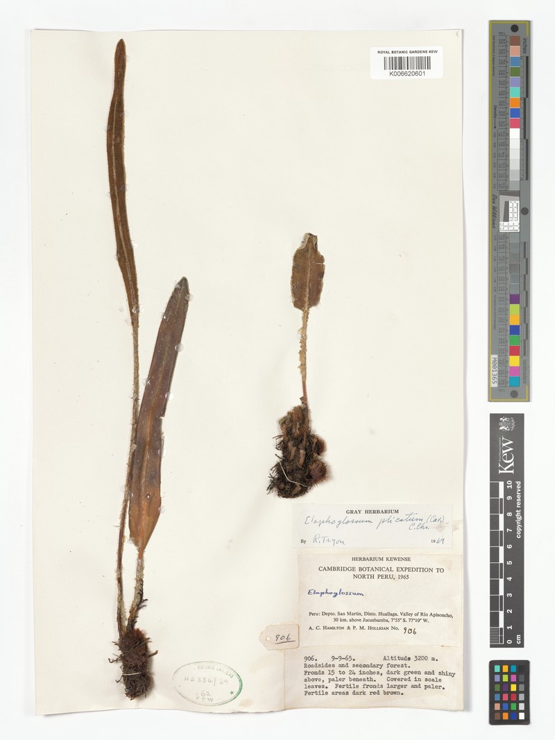 Elaphoglossum plicatum photo 2