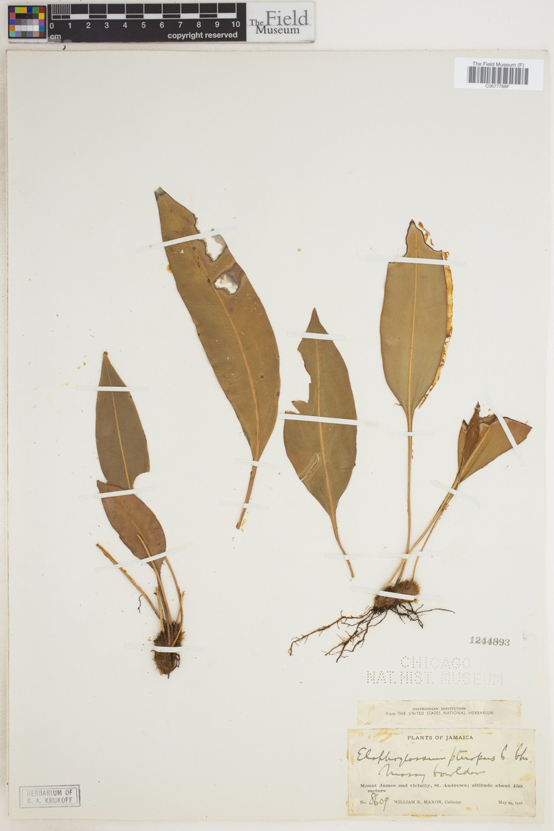 Elaphoglossum plicatum photo 3