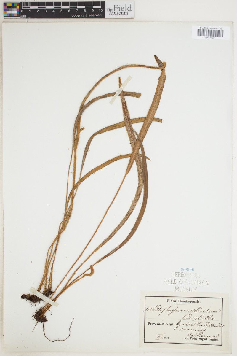 Elaphoglossum plicatum photo 4