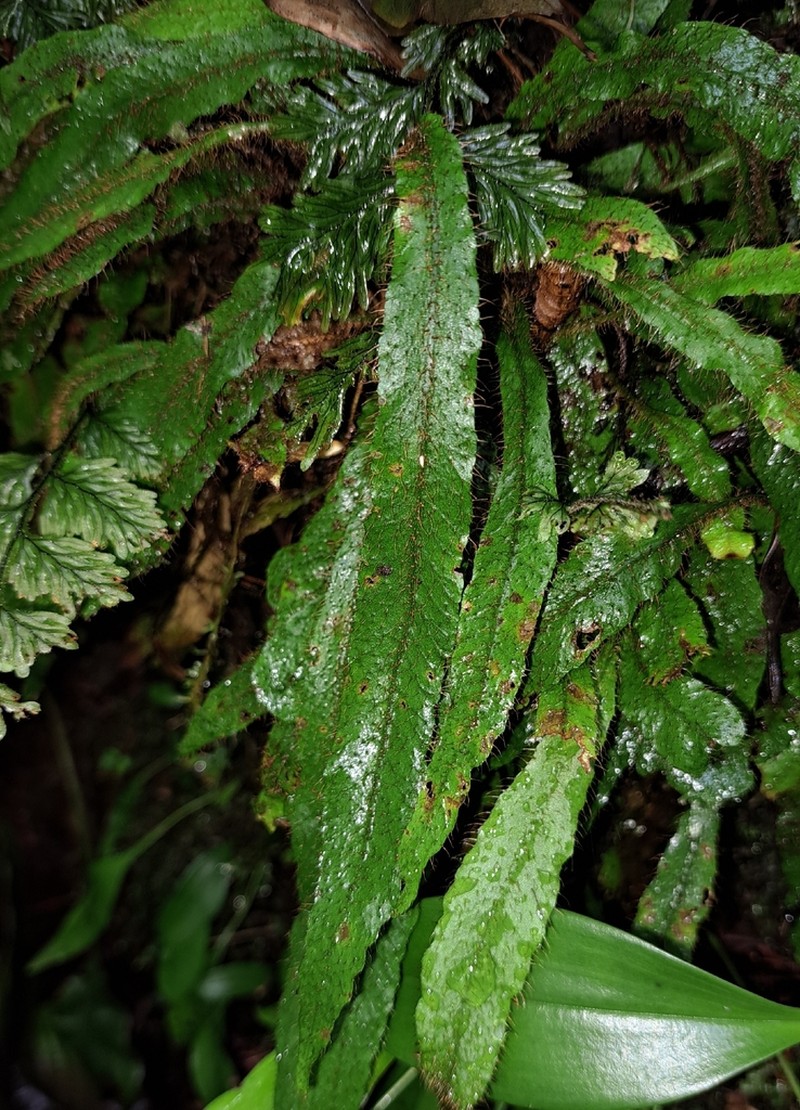Elaphoglossum plumieri