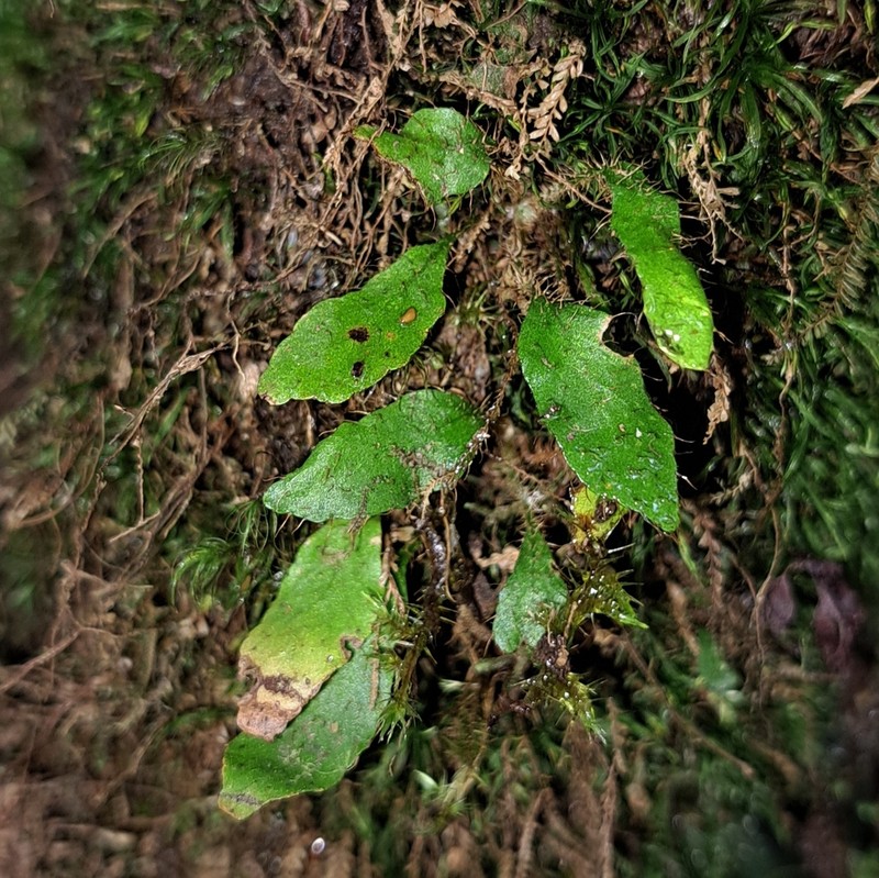 Elaphoglossum plumieri photo 2