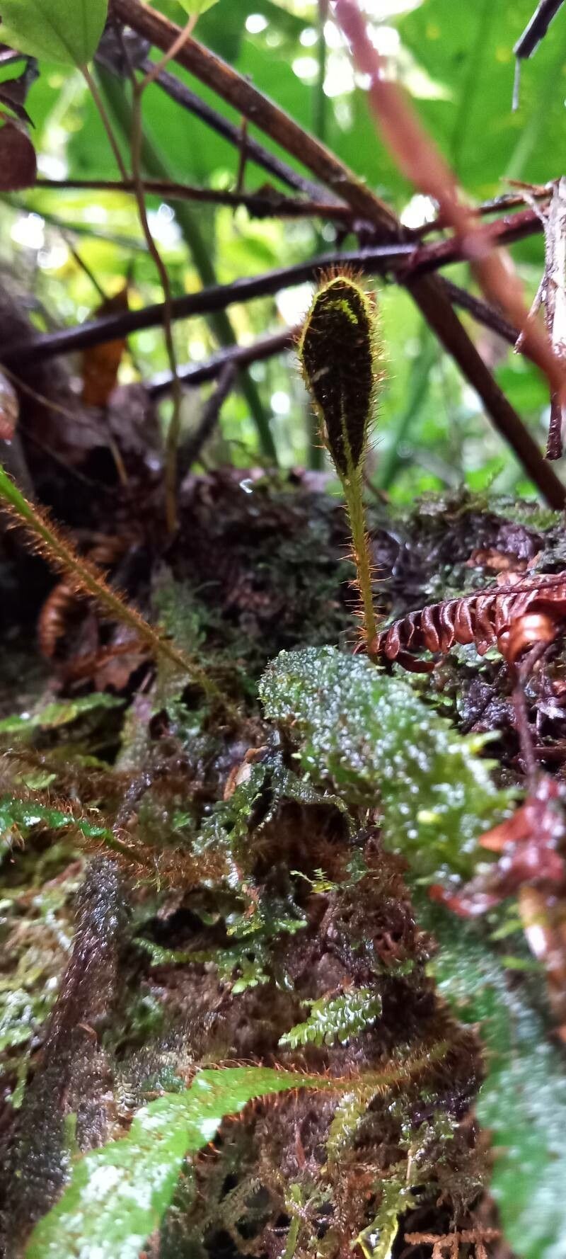 Elaphoglossum plumieri photo 3