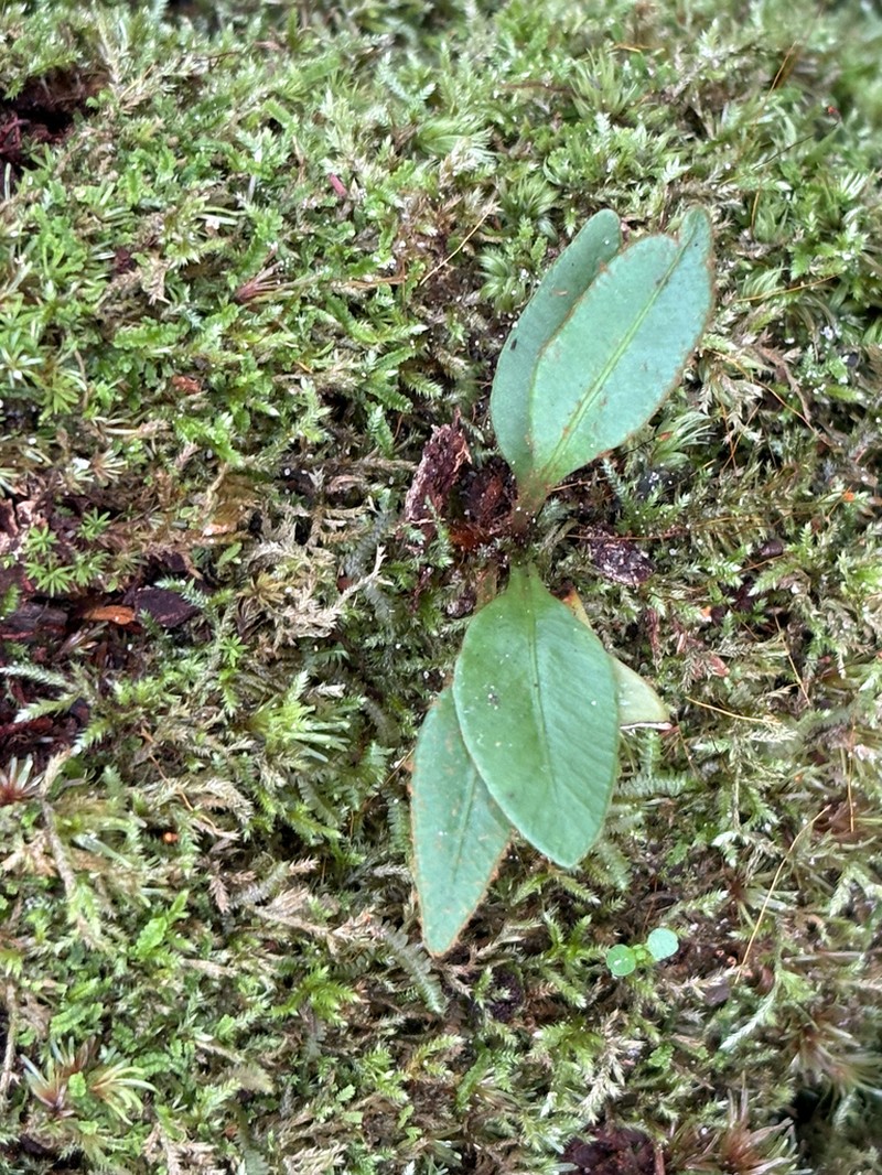 Elaphoglossum plumosum