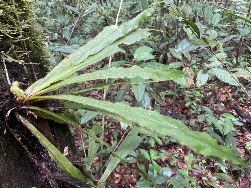 Elaphoglossum plumosum photo 2