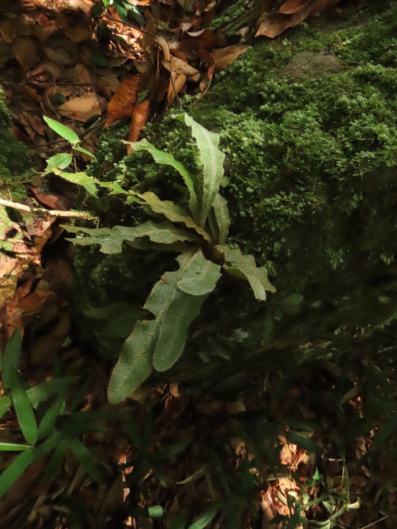 Elaphoglossum plumosum photo 3