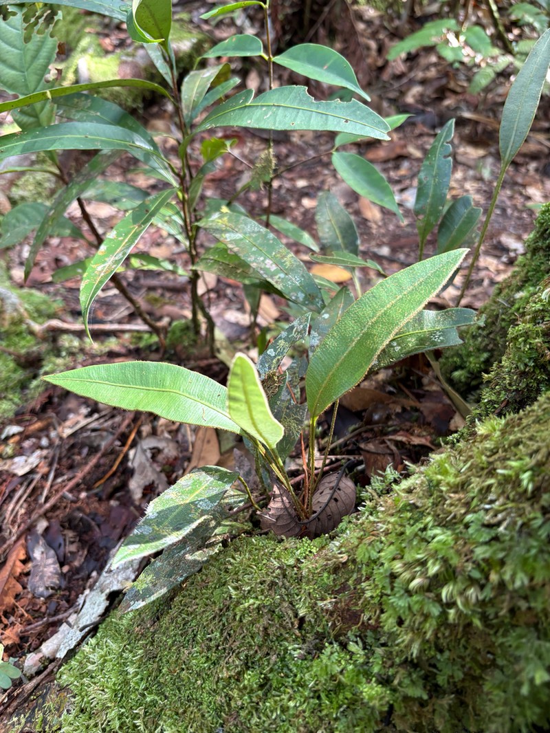 Elaphoglossum plumosum photo 4