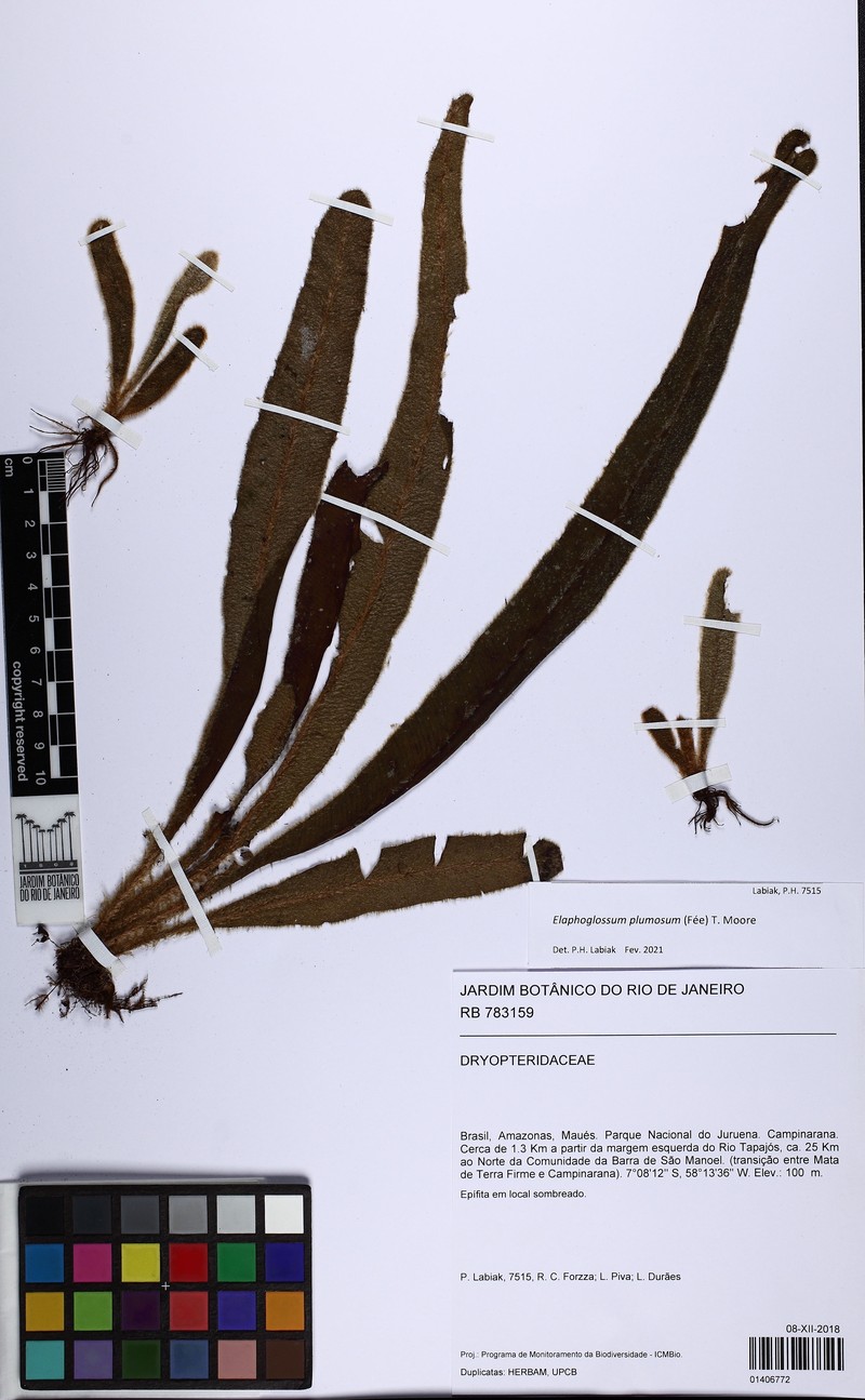 Elaphoglossum plumosum photo 5