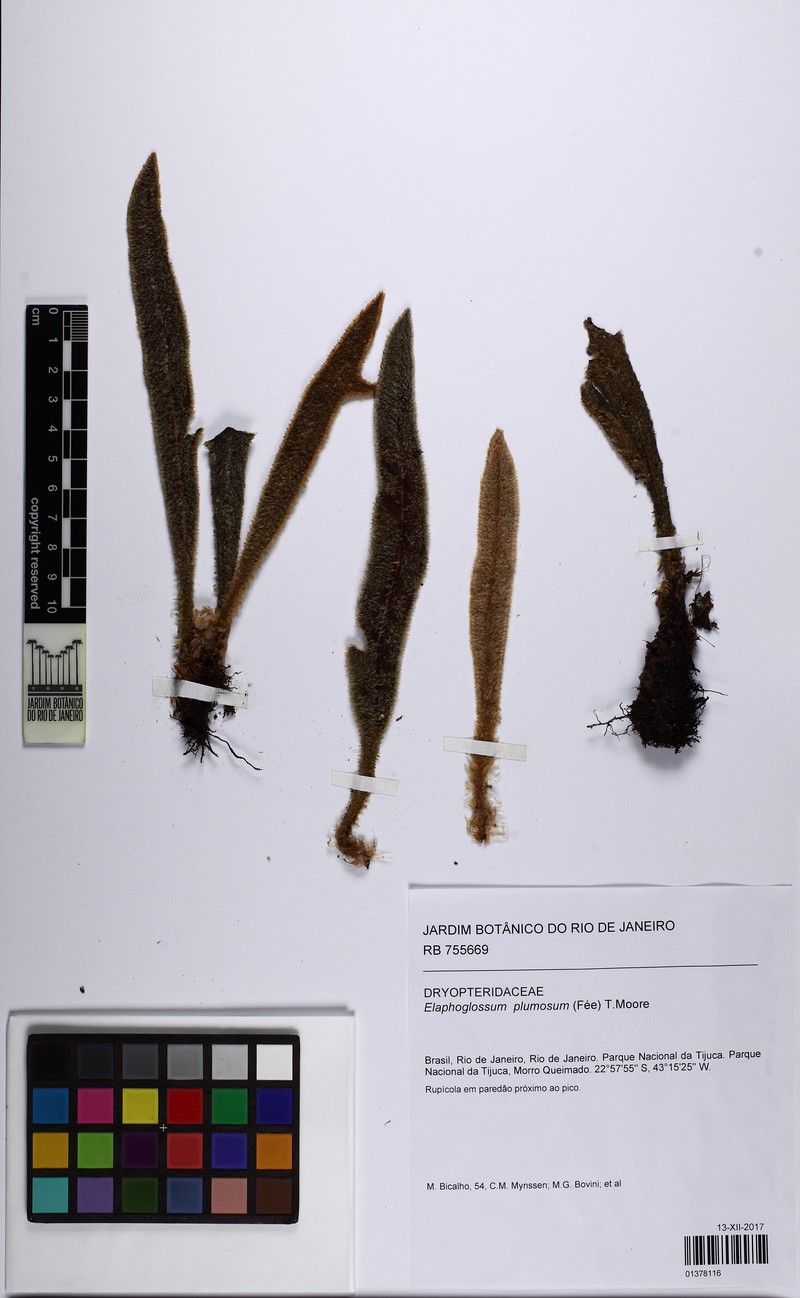 Elaphoglossum plumosum photo 6