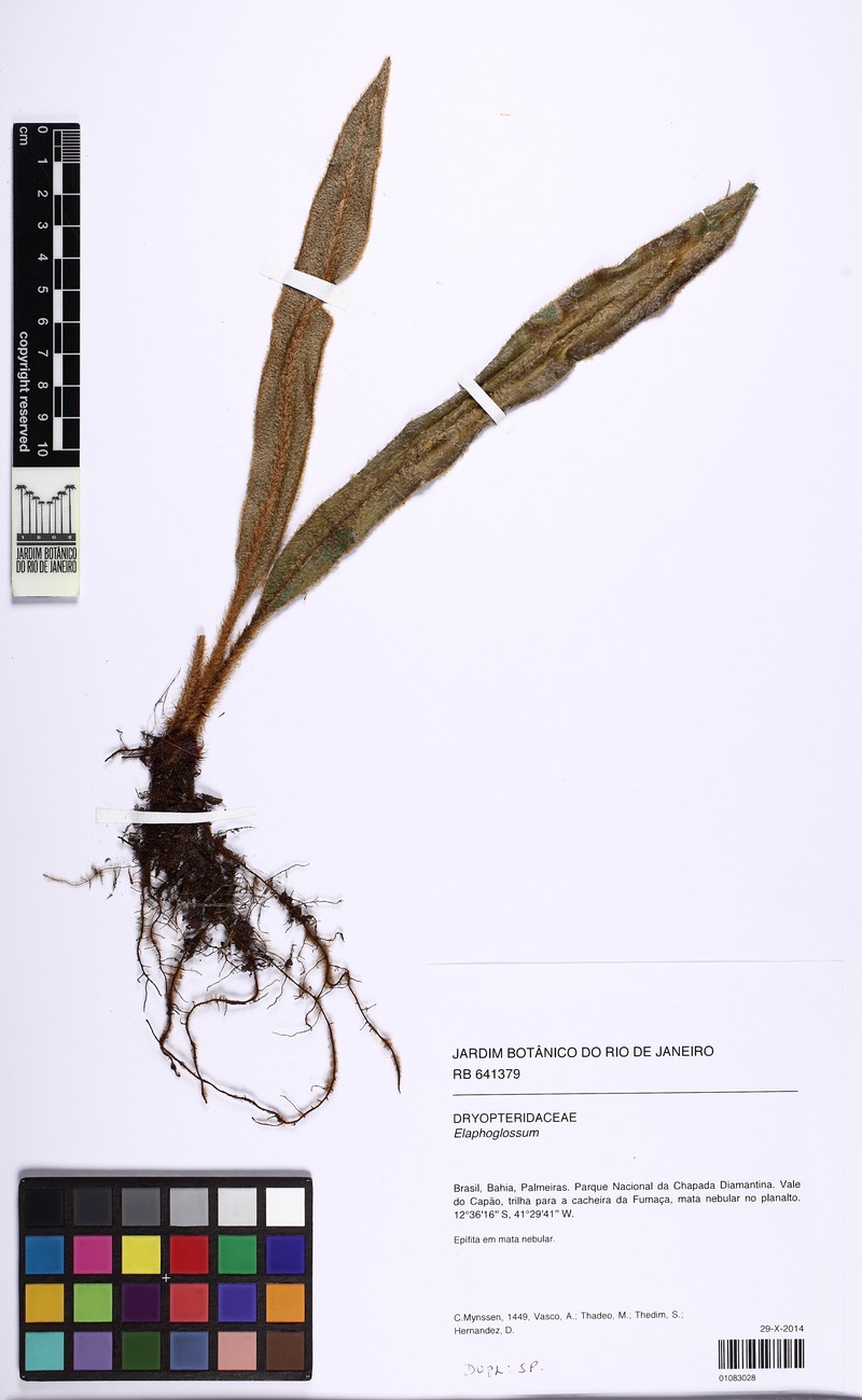 Elaphoglossum plumosum photo 7