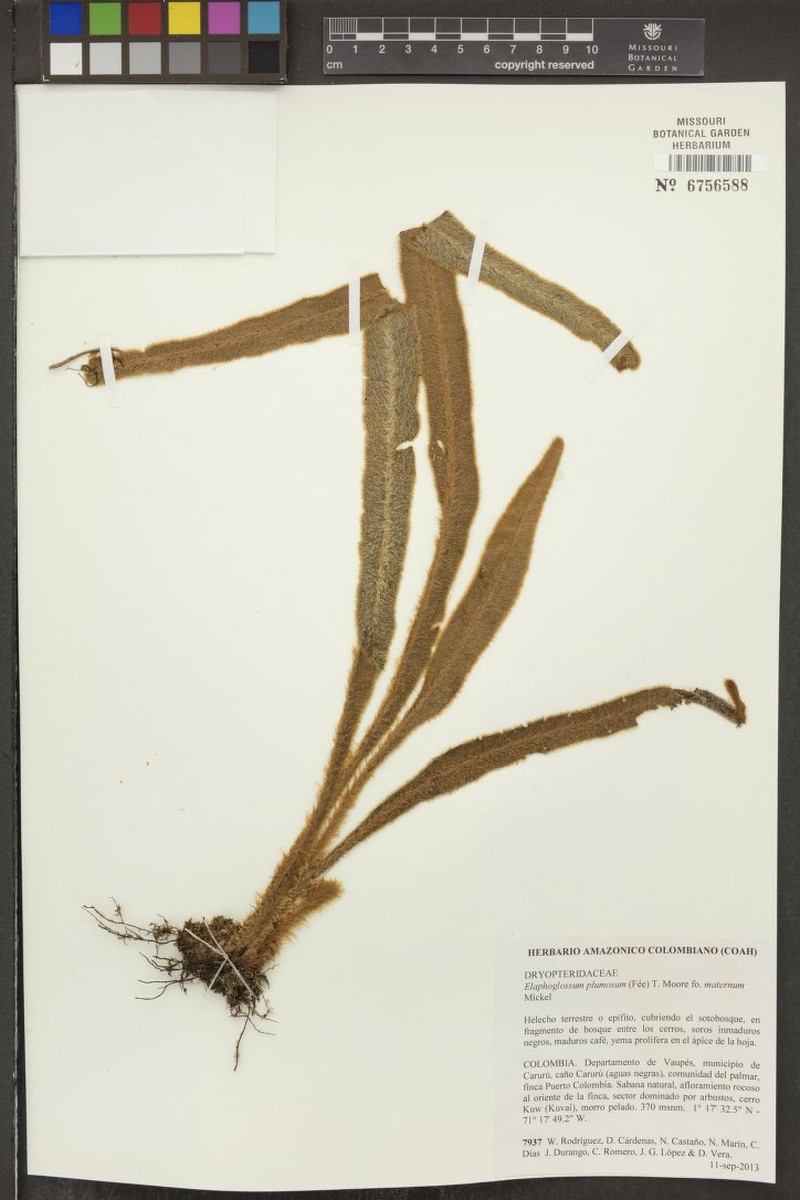 Elaphoglossum plumosum f. maternum