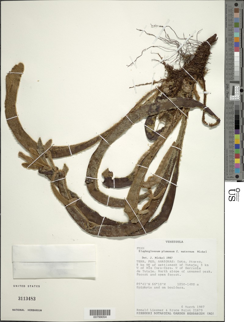 Elaphoglossum plumosum f. maternum photo 2