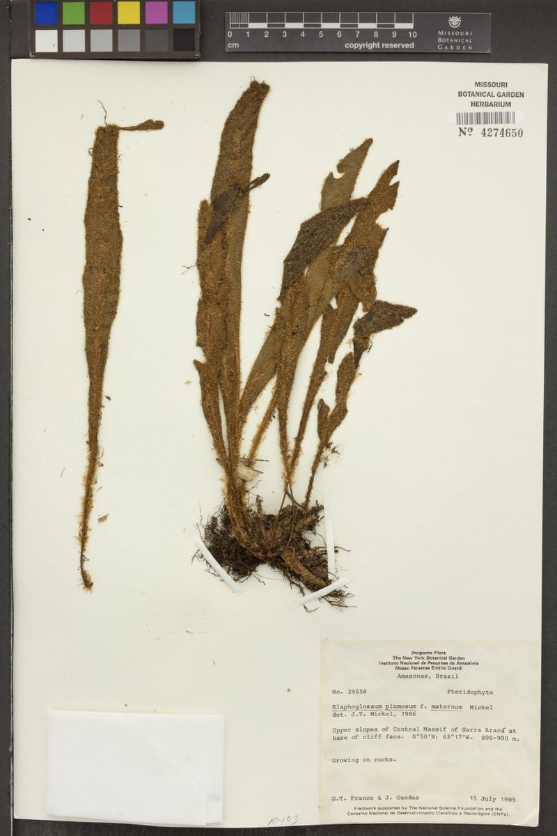 Elaphoglossum plumosum f. maternum photo 3