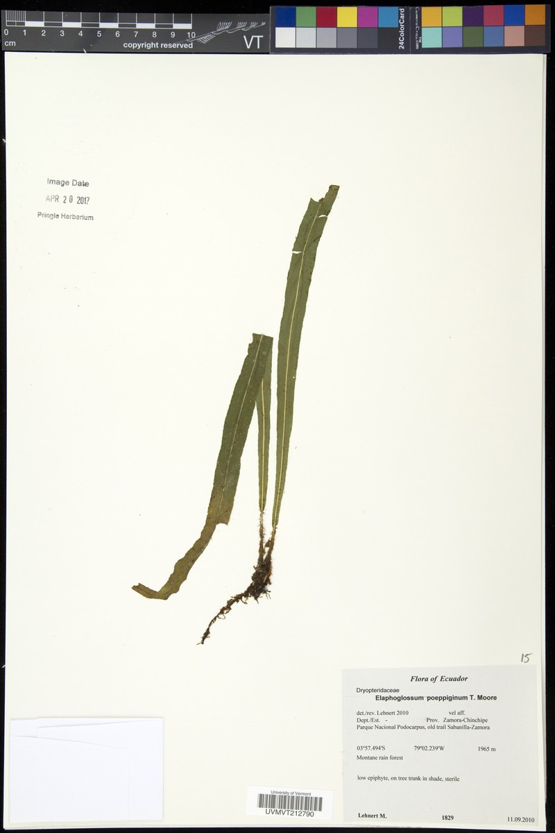 Elaphoglossum poeppigianum