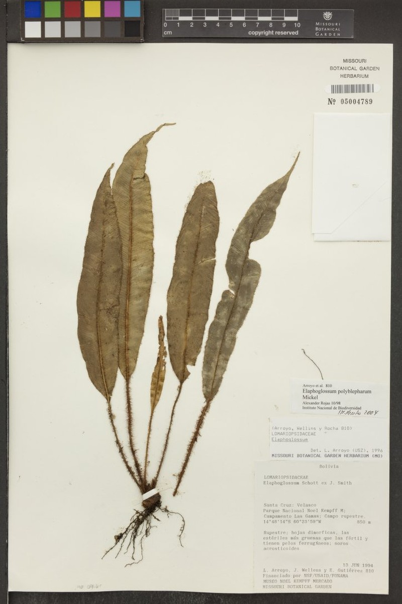 Elaphoglossum polyblepharum