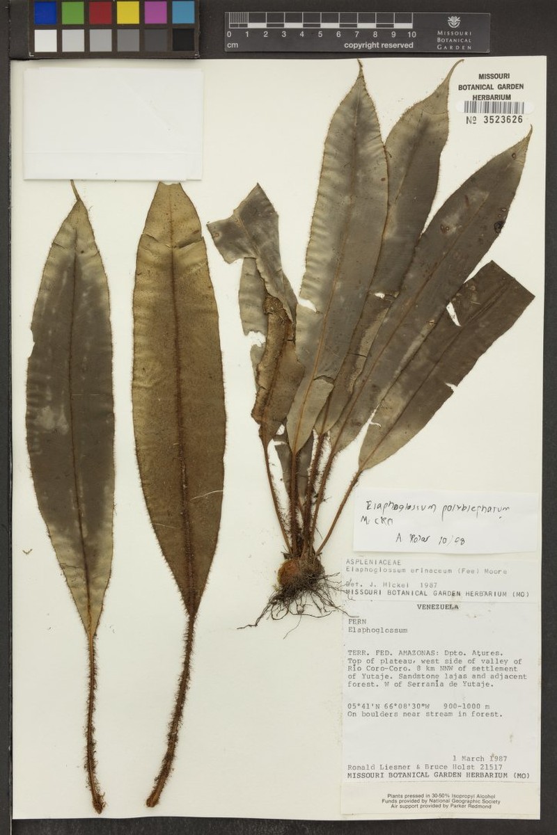 Elaphoglossum polyblepharum photo 2