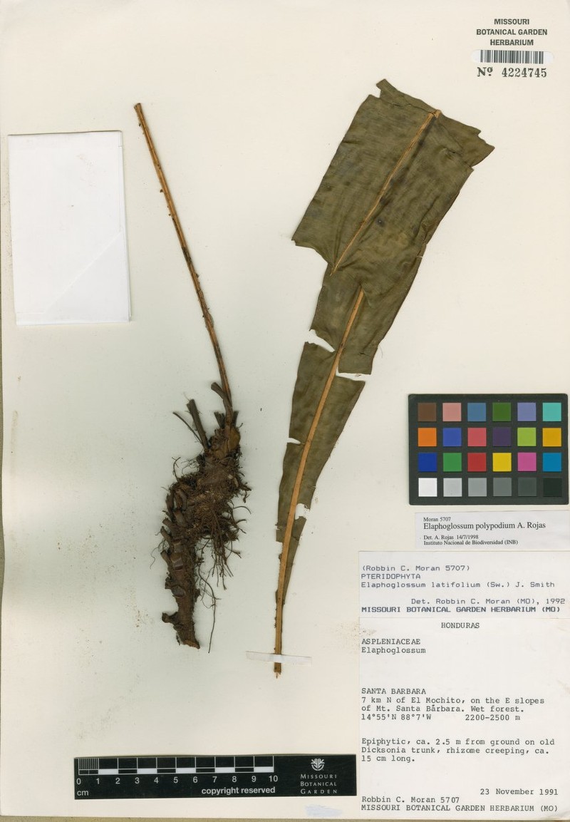 Elaphoglossum polypodium
