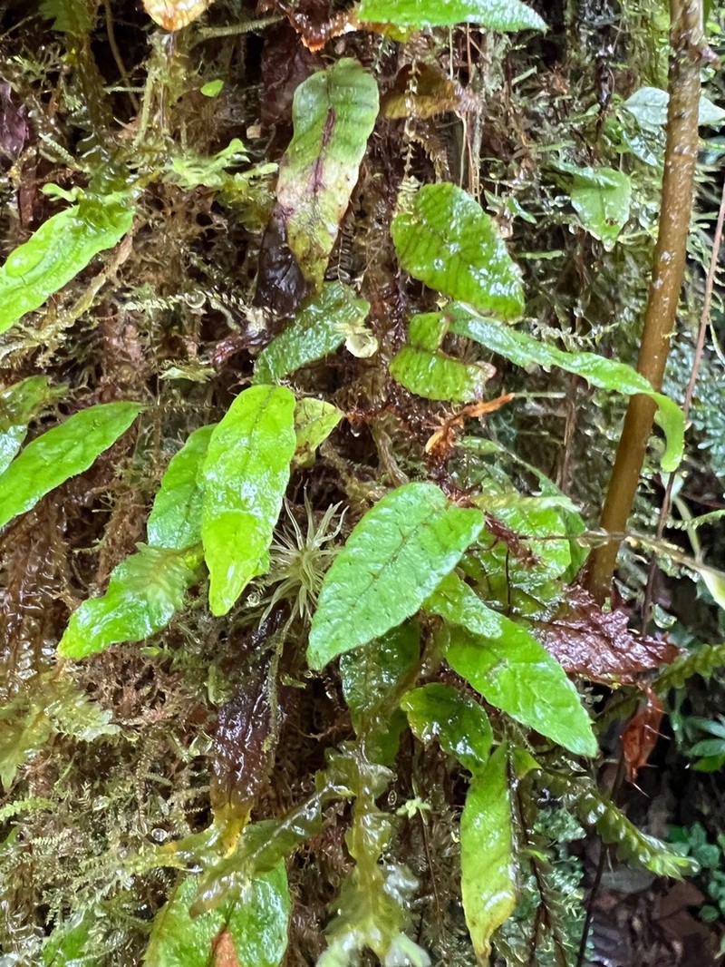 Elaphoglossum polytrichum