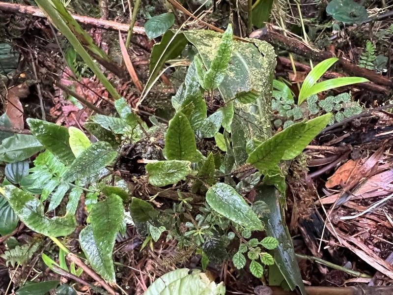 Elaphoglossum polytrichum photo 2