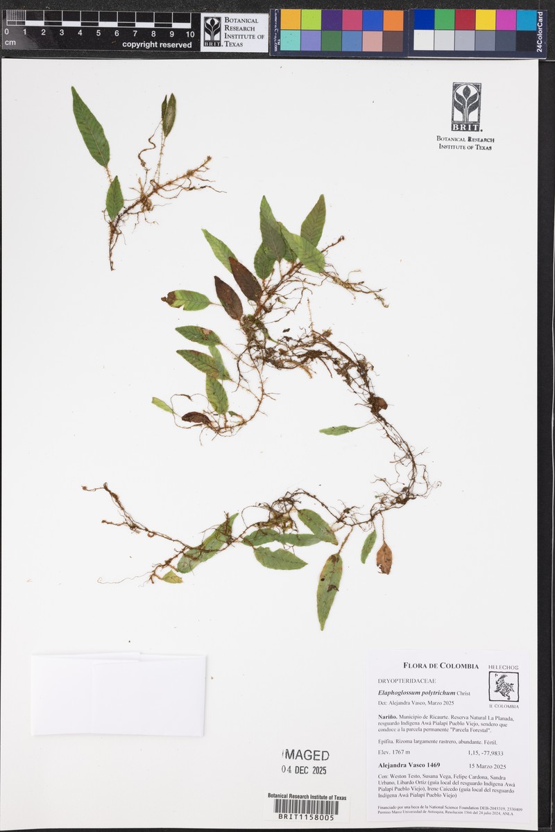 Elaphoglossum polytrichum photo 3
